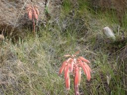 Aloe humilis seen here is like meeting friends